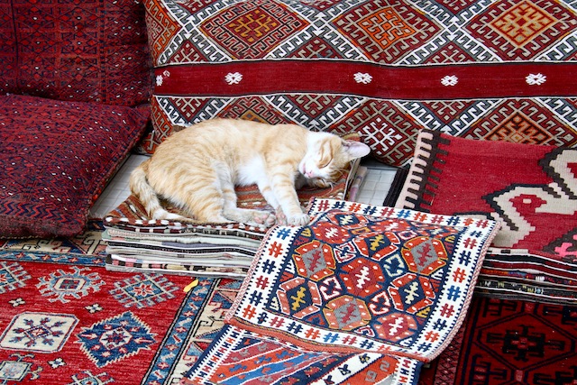 cat on a killim, Istanbul, Turkey (Eat Me. Drink Me.)