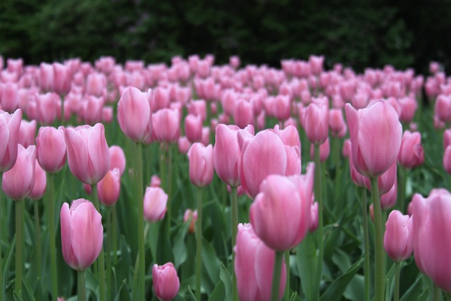 A field of tulips (Eat Me. Drink Me.)