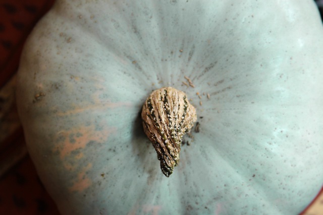 Garden-grown pumpkin (Eat Me. Drink Me.)