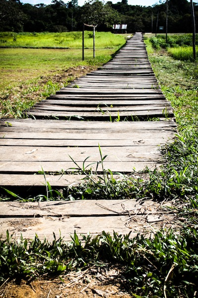 A walkway in the Amazon (Eat Me. Drink Me.)