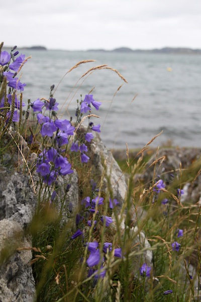 Purple flowers (Eat Me. Drink Me.)