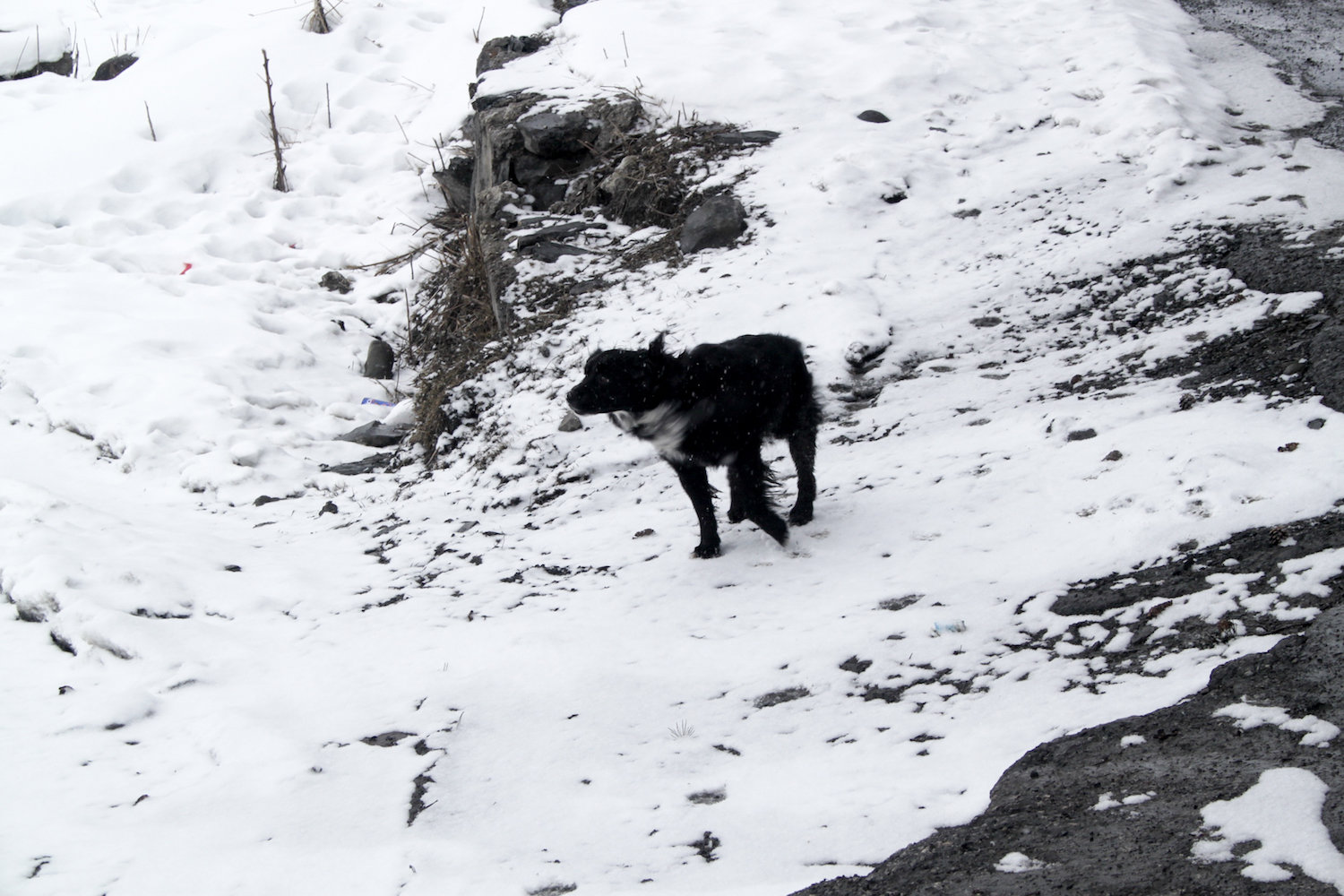 Little black dog (Eat Me. Drink Me.)