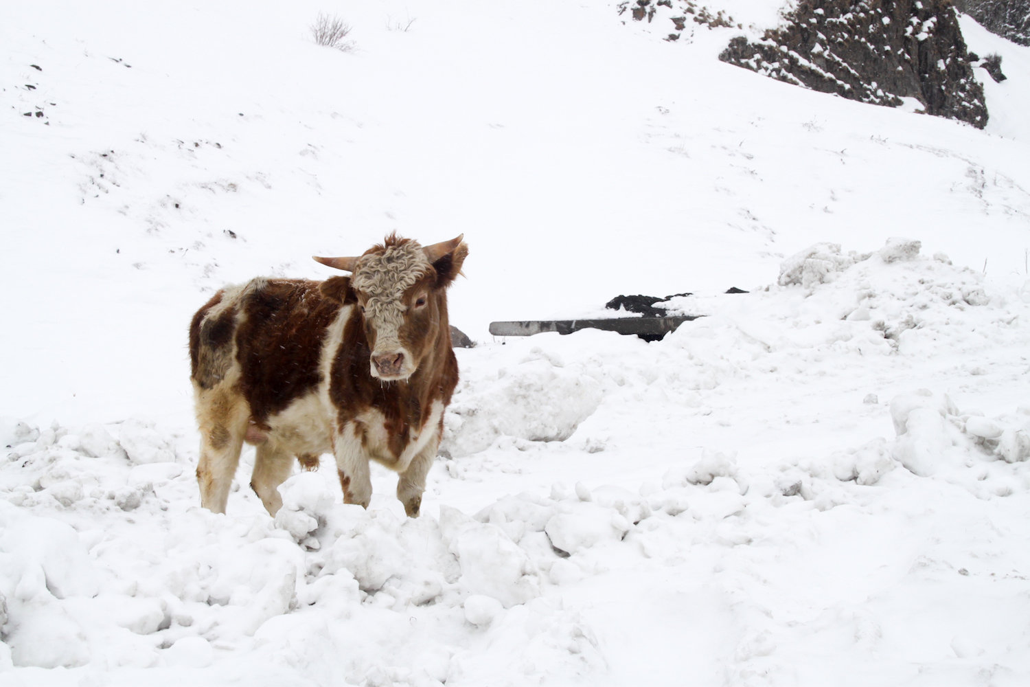 A Georgian winter cow (Eat Me. Drink Me.)