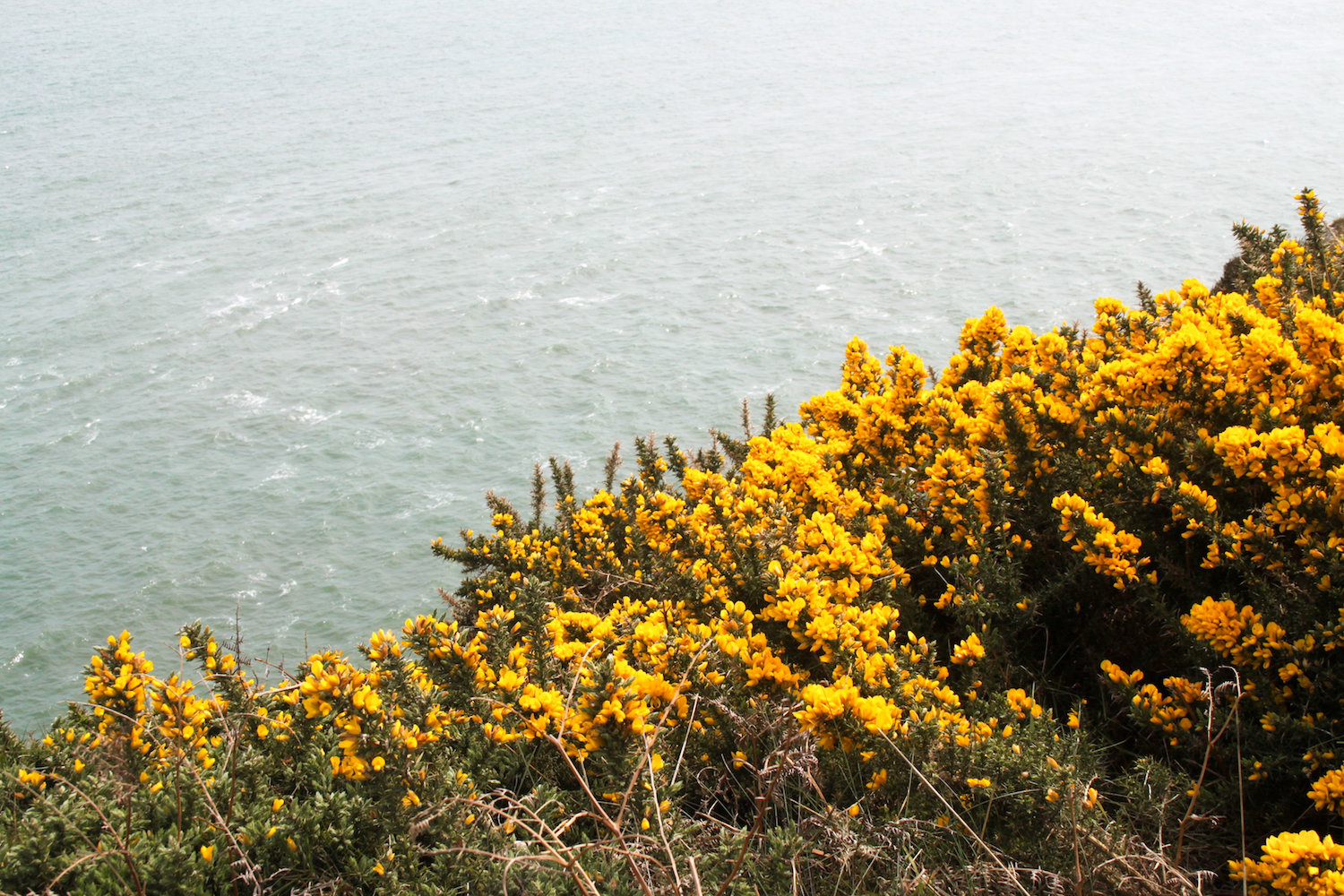 Beautiful yellow flowers along the cliffs (Eat Me. Drink Me.)