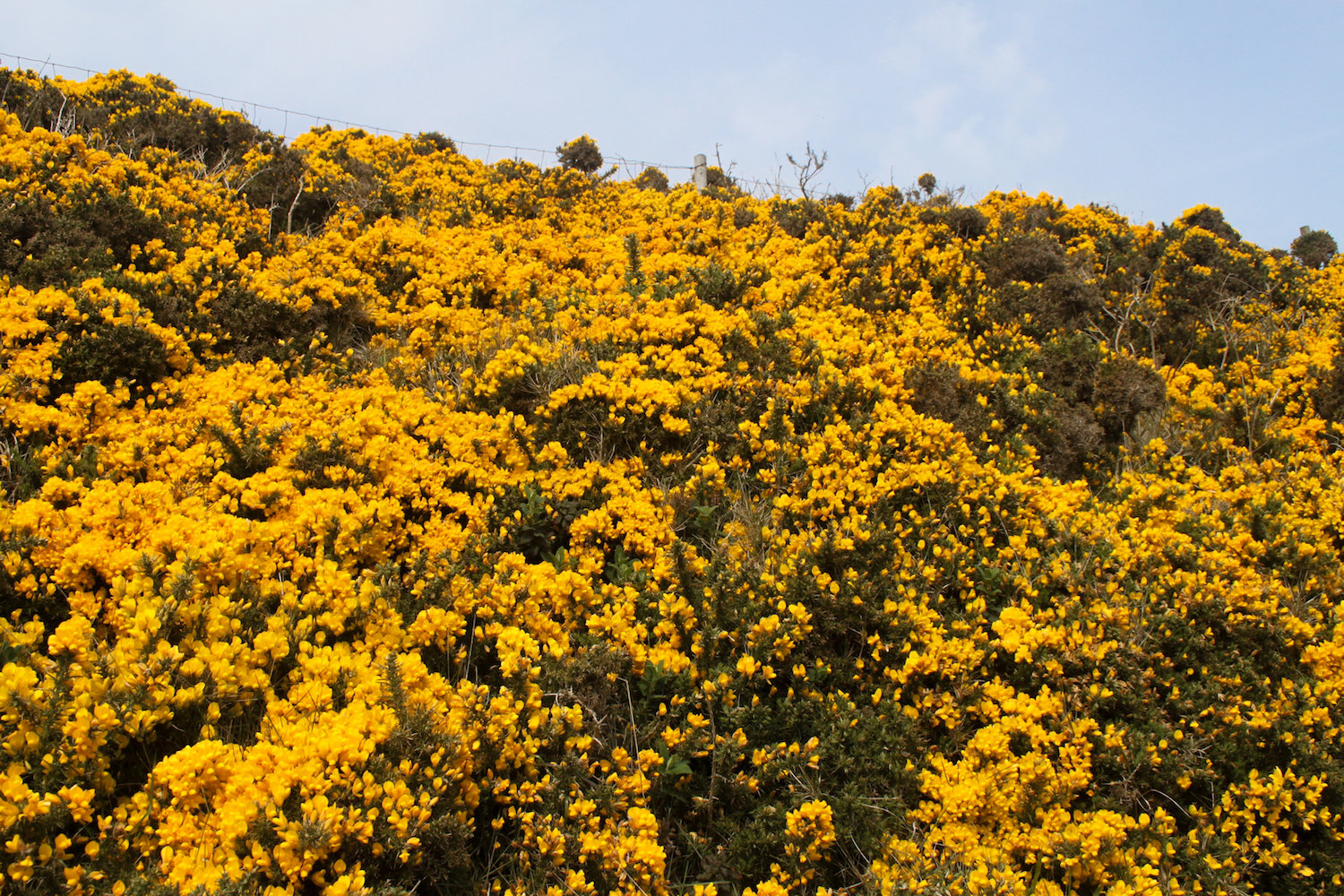 Field of yellow flowers, Howth (Eat Me. Drink Me.)