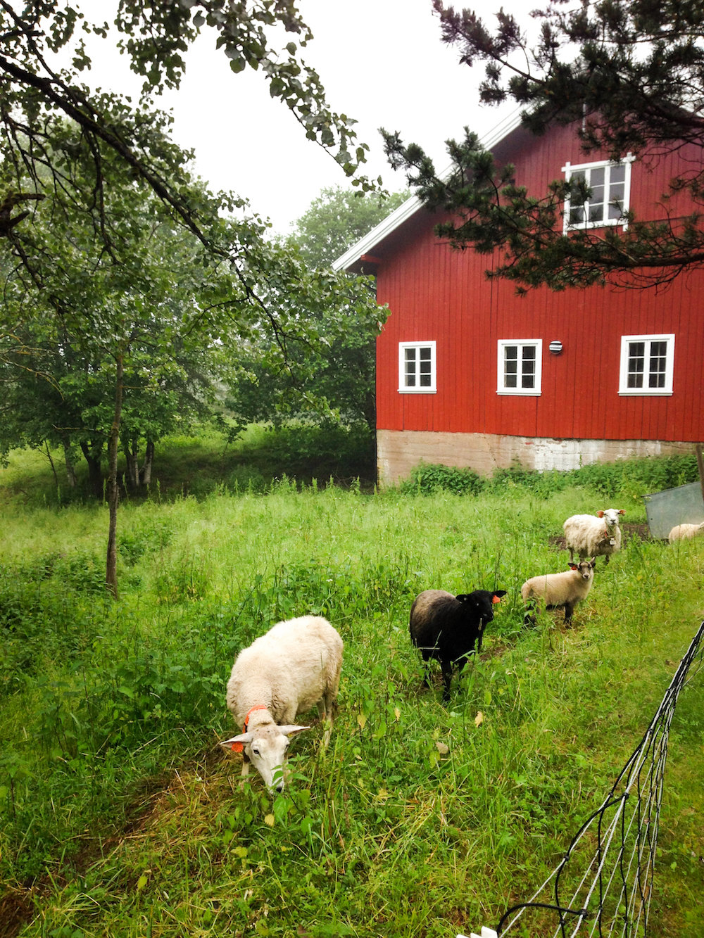 Farmhouse and sheep (Eat Me. Drink Me.)