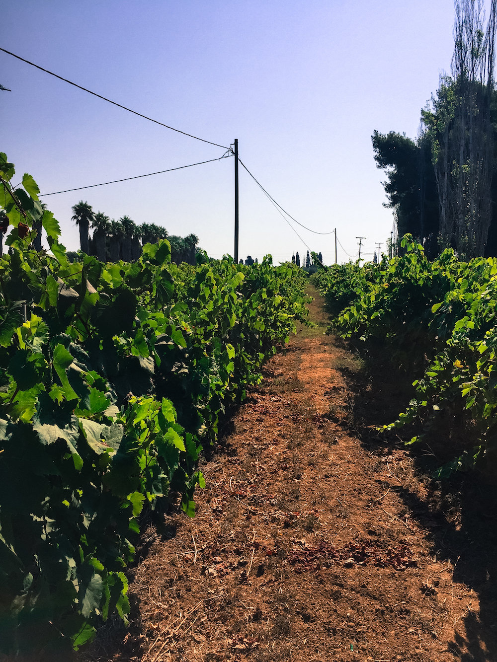 Mercouri vineyard (Eat Me. Drink Me.)