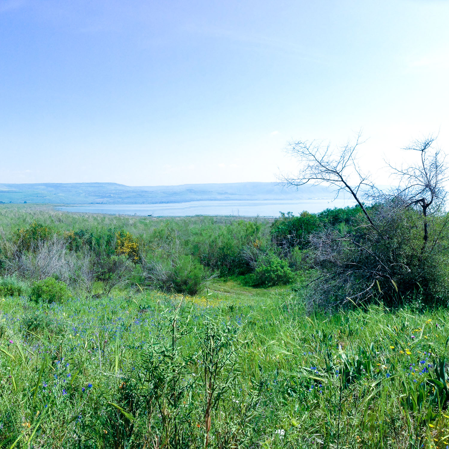 The Sea of Galilee (Eat Me. Drink Me.)