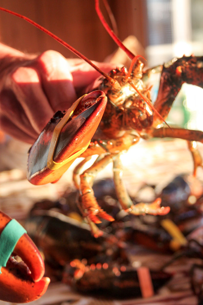 A feisty lobster (Eat Me. Drink Me.)