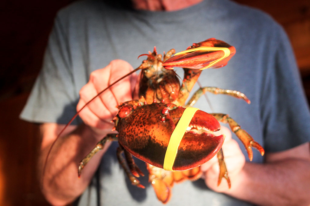 Holding on to a lobster (Eat Me. Drink Me.)
