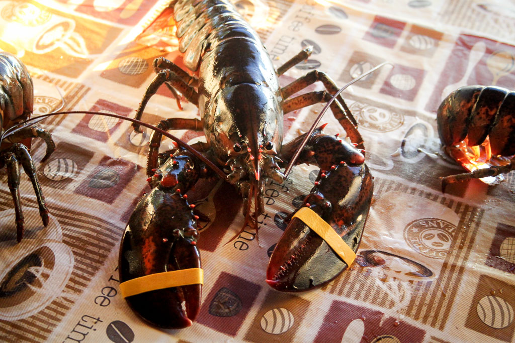 Live lobster (Eat Me. Drink Me.)