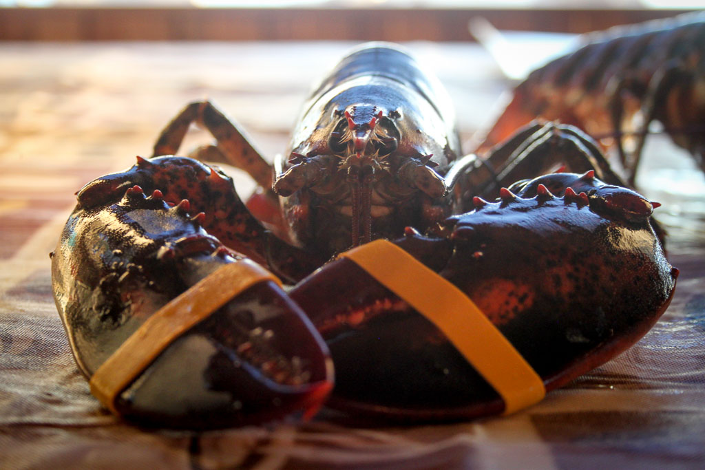Wise old lobster (Eat Me. Drink Me.)