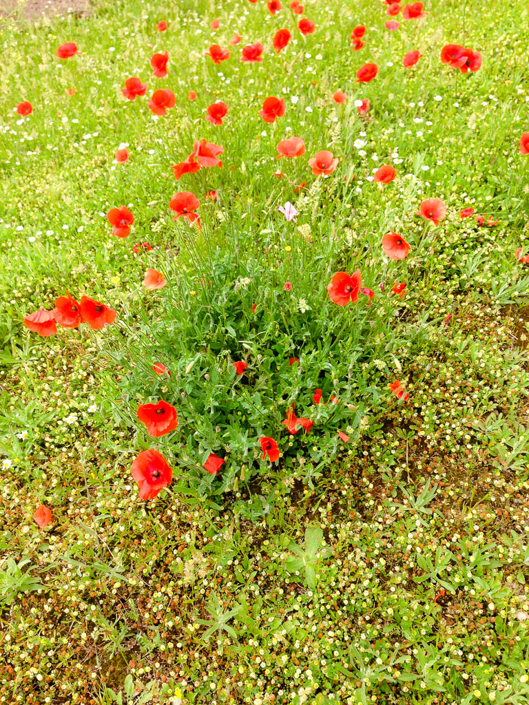 Roman poppies (Eat Me. Drink Me.)Roman poppies (Eat Me. Drink Me.)