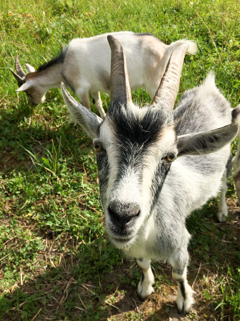 Goats! (Eat Me. Drink Me.)