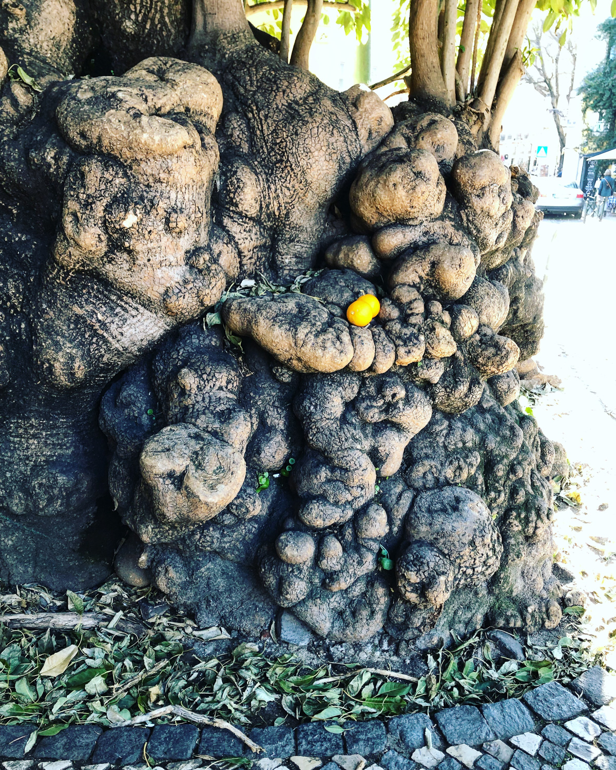 A gnarled tree and fruit, Lisbon (Eat Me. Drink Me.)