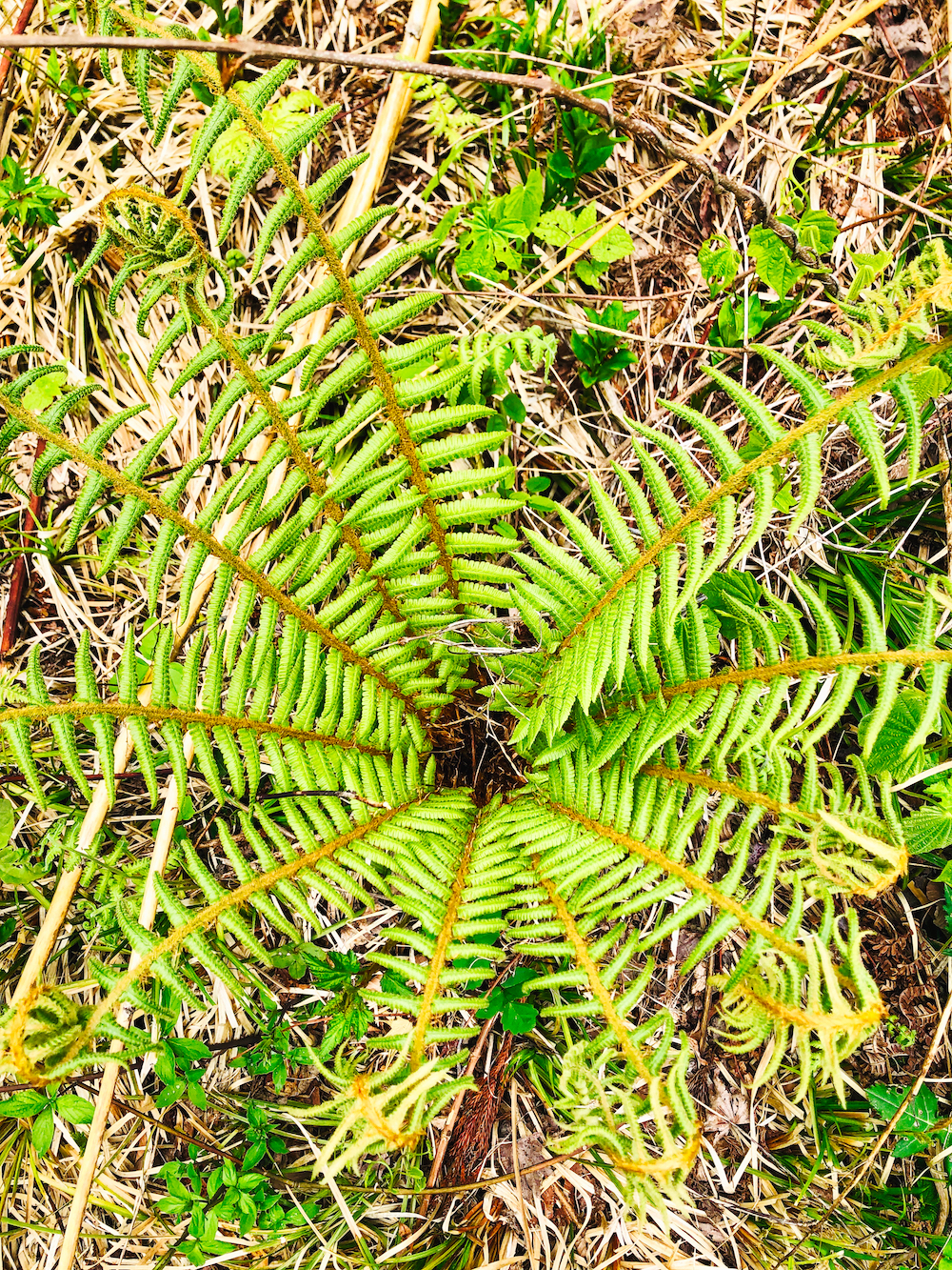 Ferns in Minakami (Eat Me. Drink Me.)